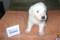 old english sheepdog puppy posted by PINK TENNIS BALLS